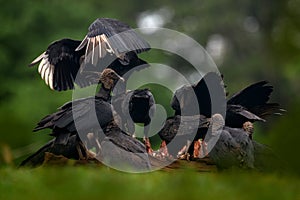 Wildlife from Mexico. Ugly black birds, Black Vulture, Coragyps atratus, sitting in the green vegetation, birds with open wing.