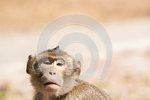 Wildlife Monkey