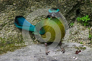 Wildlife: A Motmot is seen foraging in an ancient Mayan site in Guatemala