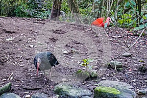 Animales y plantas en monjes jardín zoológico 