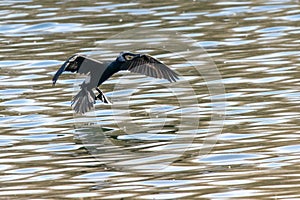 Wildlife and nature as a cormorant Phalacrocoracidae comes into land on water