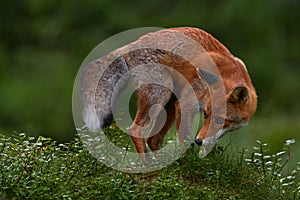 Wildlife nature. Fox in green forest. Cute Red Fox, Vulpes vulpes, at forest on mossy stone. Wildlife scene from nature. Animal in
