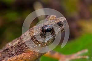 Wildlife nature image of frog at Sabah, Borneo Island