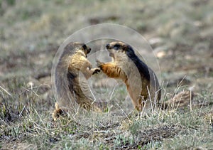 Wildlife of  nature reserves and wet lands of Pakistan