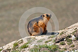 Wildlife of  nature reserves and wet lands of Pakistan