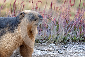 Wildlife of  nature reserves and wet lands of Pakistan