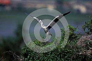 Wildlife in nature scene