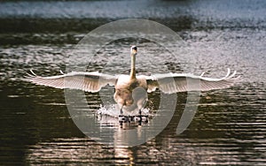 Wildlife nature swan on lake sunset Cork Ireland