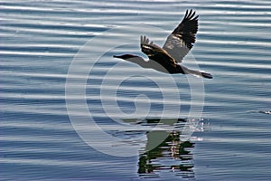 Wildlife: Neotropic Cormorant is used for fishing by the Uru Tribe