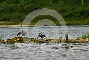 Wildlife: Neotropic Cormorant is used for fishing by the Uru Tribe