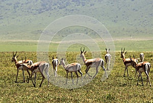 Wildlife in Ngorongoro Carter, Tanzania