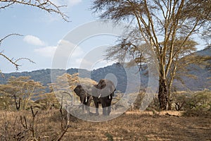 Wildlife in the Ngorongoro crater in Tanzania