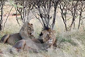 Wildlife in Northern Namibia