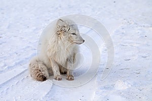 Wildlife, northern white fox in natural habitat, Arctic fox in the snow