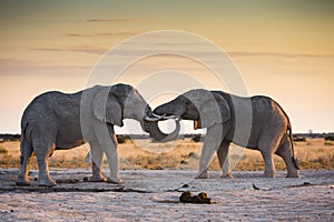 Wildlife in Nxai Pan National Park