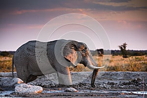 Wildlife in Nxai Pan National Park photo