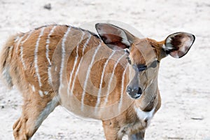 Wildlife Nyala antelope Nyala angasi