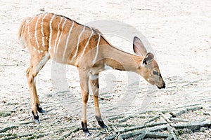 Wildlife Nyala antelope Nyala angasi in the zoo