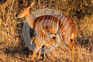 Wildlife Nyala Buck Feed Calf