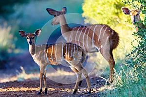 Wildlife Nyala Bucks Alert photo