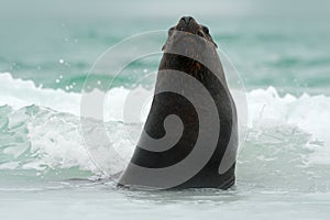 Wildlife in the ocean. Seal in the sea waves. Seal from Falkland islands with open muzzle and big dark eyes, dark blue sea in back