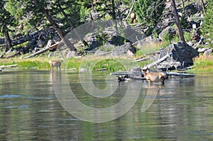 Wildlife in one of the many scenic landscapes of Yellowstone Nat