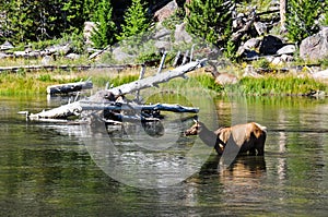 Wildlife in one of the many scenic landscapes of Yellowstone Nat photo