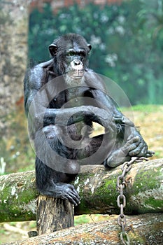 Wildlife orangutan
