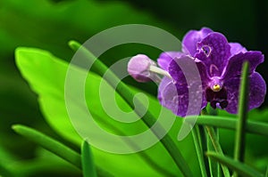 Wildlife orchid flower