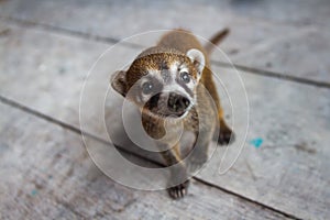 Wildlife: An orphaned and captured Coati is kept as a pet in a Village in Guatemala