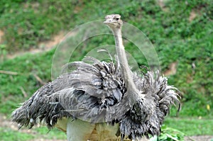 Wildlife ostrich