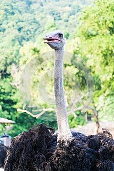 Wildlife Ostrich on the zoo