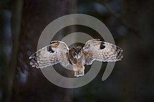 Wildlife. Owl fly in autumn forest. Owl in orange wood, yellow eye. Long-eared Owl, Asio otus, with orange oak leaves during