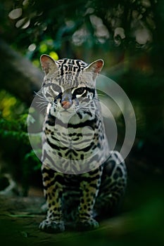 Wildlife in Panama. Nice cat margay sitting on the ground in tropical forest. Detail portrait of ocelot, Leopardus pardalis. Cat o