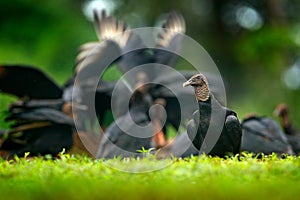 Wildlife Panama. Ugly black bird Black Vulture, Coragyps atratus, sitting in the green vegetation, bird with open wing. Vulture in