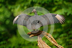 Wildlife Panama. Ugly black bird Black Vulture, Coragyps atratus, sitting in the green vegetation, bird with open wing. Vulture in