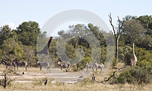 Wildlife panorama