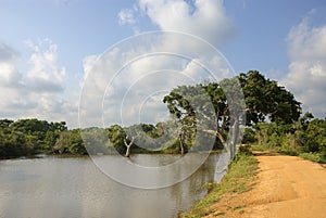 Wildlife Panorama