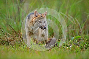 Wildlife, Pantanal, Brazil. Green vegetation, cute wild fox. Dog with carcass. Crab-eating fox, Cerdocyon thous, forest fox, wood