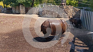 In a wildlife park, water is poured over rhinos on a hot day. Rescue of wild animals.