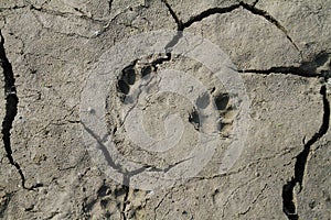 Wildlife Paw Prints in Northern Illinois Lake bed in DROUGHT conditions