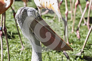 Wildlife pelican, bird with huge beak