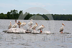 Wildlife (Pelicans) Meets Recreation