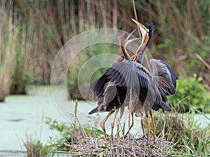 Wildlife photo of an adult Purple Heron Ardea purpurea feeding its young