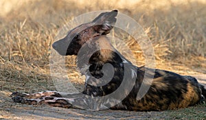 Wildlife photo of an African wild dog Lycaon pictus