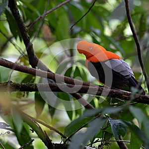 Wildlife photo of an Andean Cock-of-the-rock Rupicola peruvianus