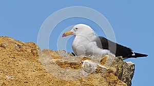 Wildlife photo of a Band-tailed Gull - Larus belcheri photo