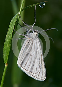 Wildlife photo of a black-veined moth - Siona lineata