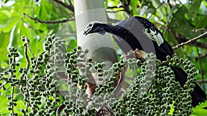 Wildlife photo of a Blue-throated Piping-Guan Pipile cumanensis