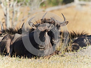 Wildlife photo of blue wildebeest - Connochaetes taurinus